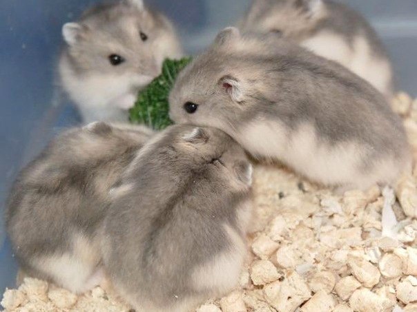 Породы хомяков | ЗооТом - продажа, вязка и услуги для животных в Светлом Яре