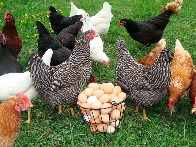 Содержание кур и уход за ними | ЗооТом - продажа, вязка и услуги для животных в Светлом Яре