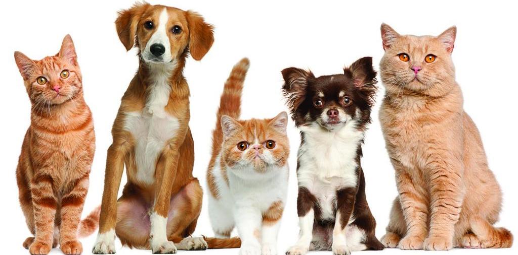 Доска объявлений о животных | ЗооТом - продажа, вязка и услуги для животных в Светлом Яре