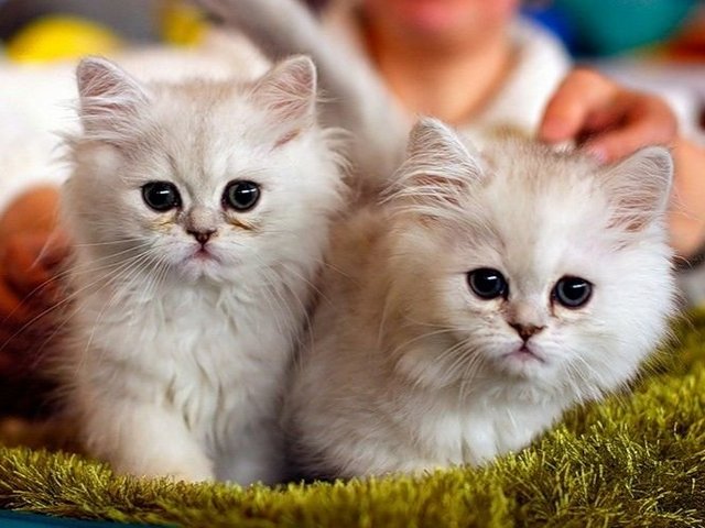 Породы кошек в Светлом Яре | ЗооТом портал о животных