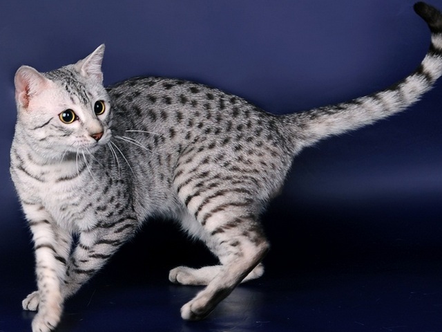 Породы кошек в Светлом Яре | ЗооТом портал о животных