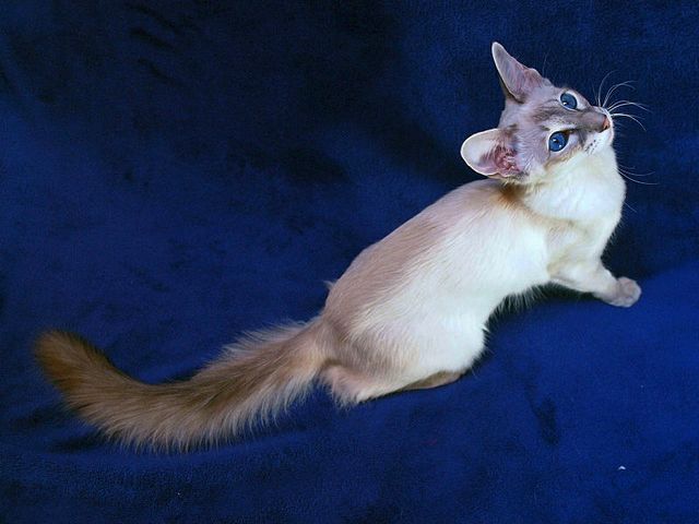 Выведенные породы кошек в Светлом Яре | ЗооТом портал о животных