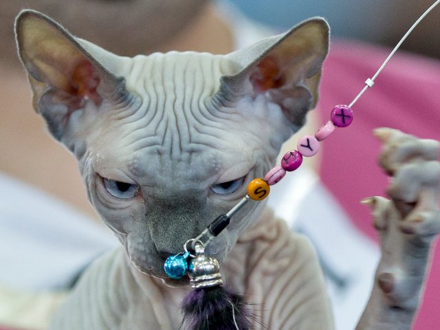 Выставки кошек в Светлом Яре | ЗооТом портал о животных