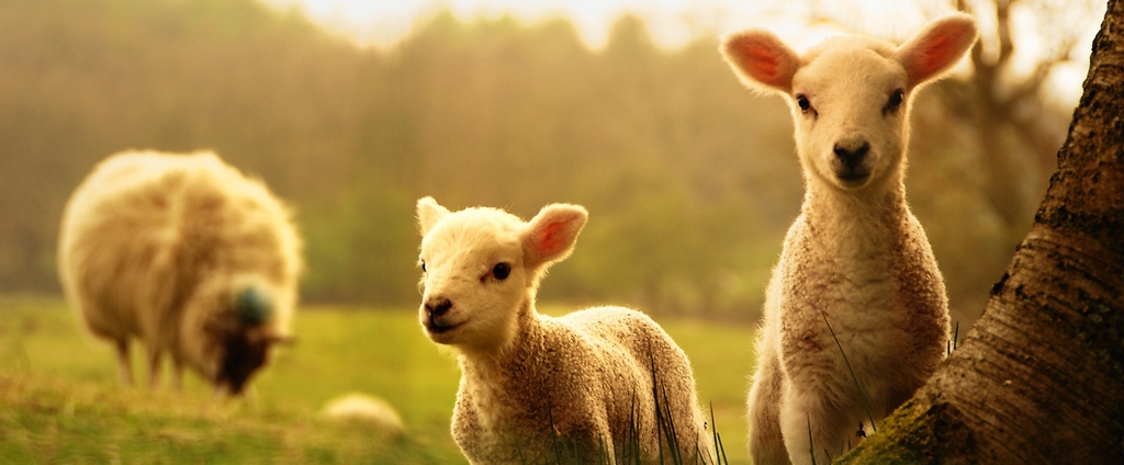 Объявления о сельскохозяйственных животных | ЗооТом - продажа, вязка и услуги для животных в Светлом Яре