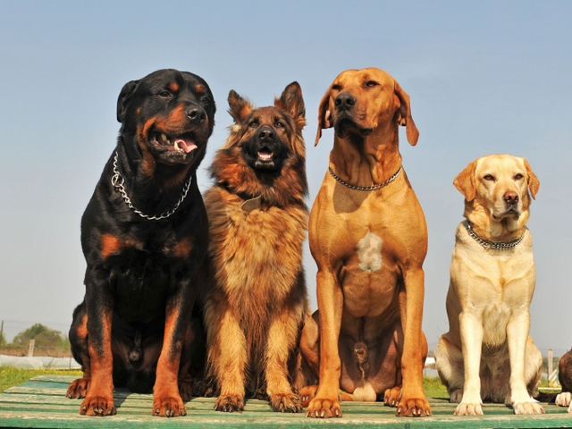 Крупные породы собак в Светлом Яре | ЗооТом портал о животных