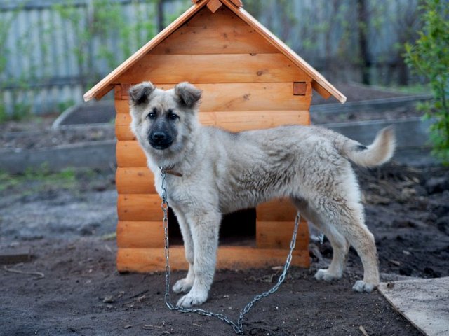 Все о собаках в Светлом Яре